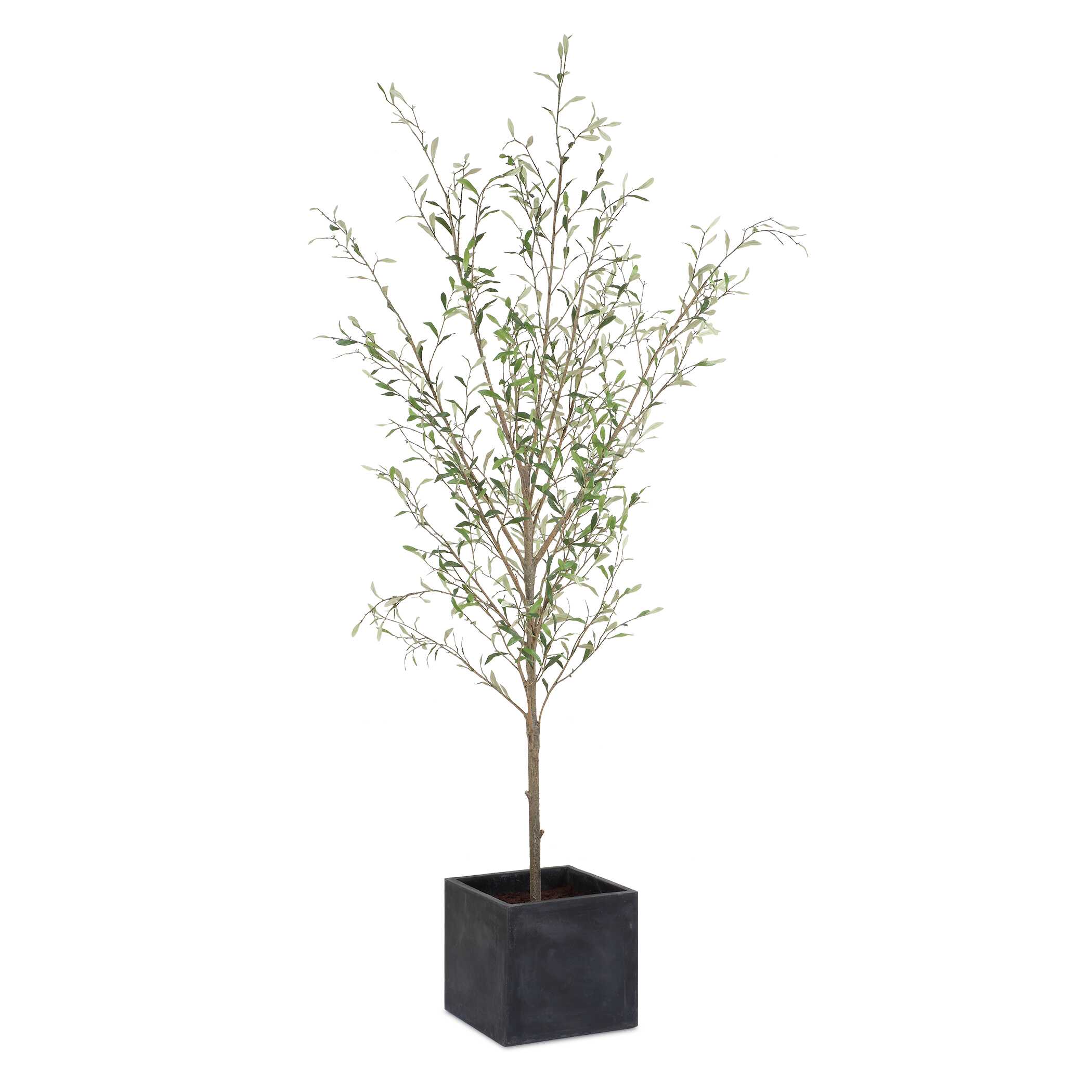 Abundance Potted Olive Tree