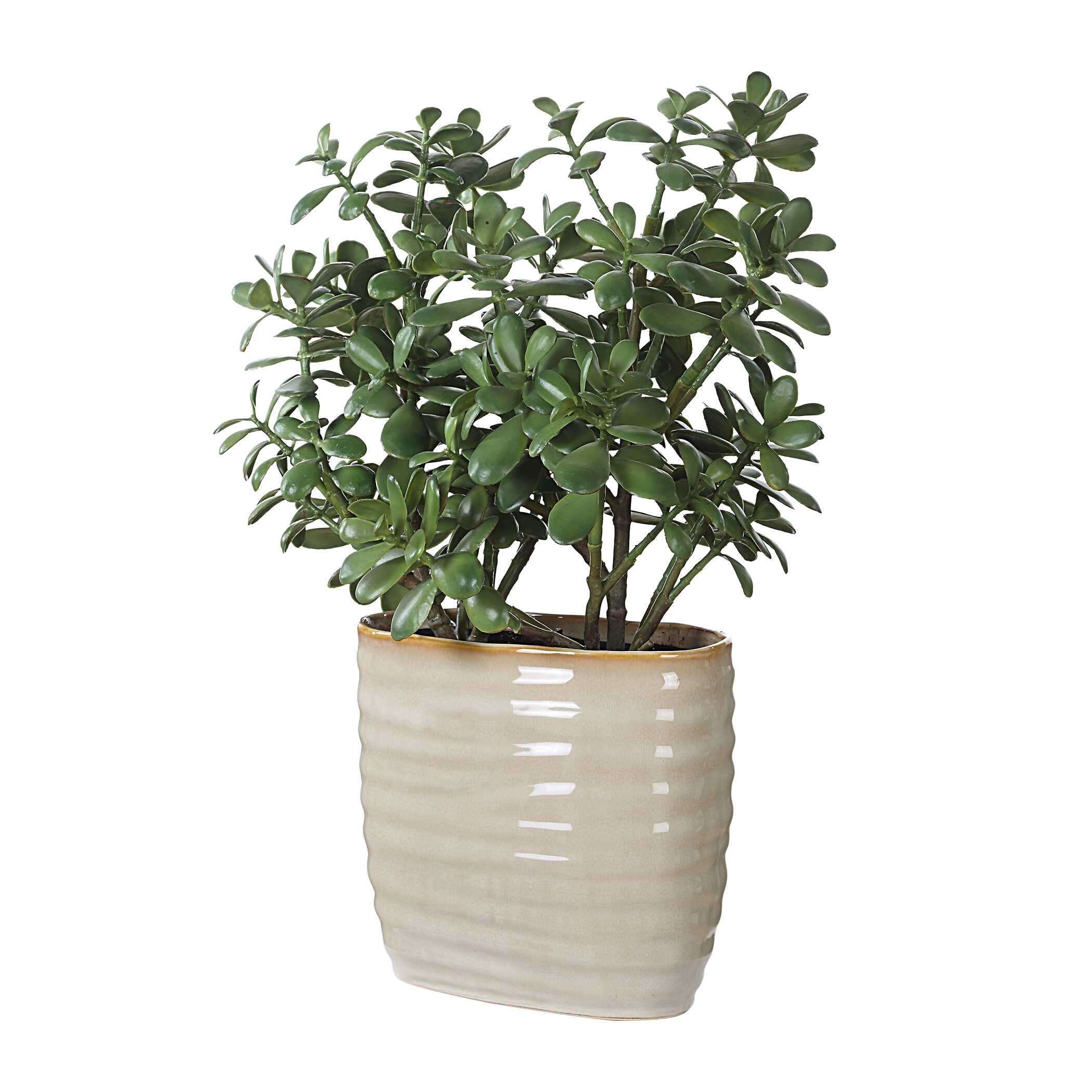 Crassula Jade Accent Plant - Image 3