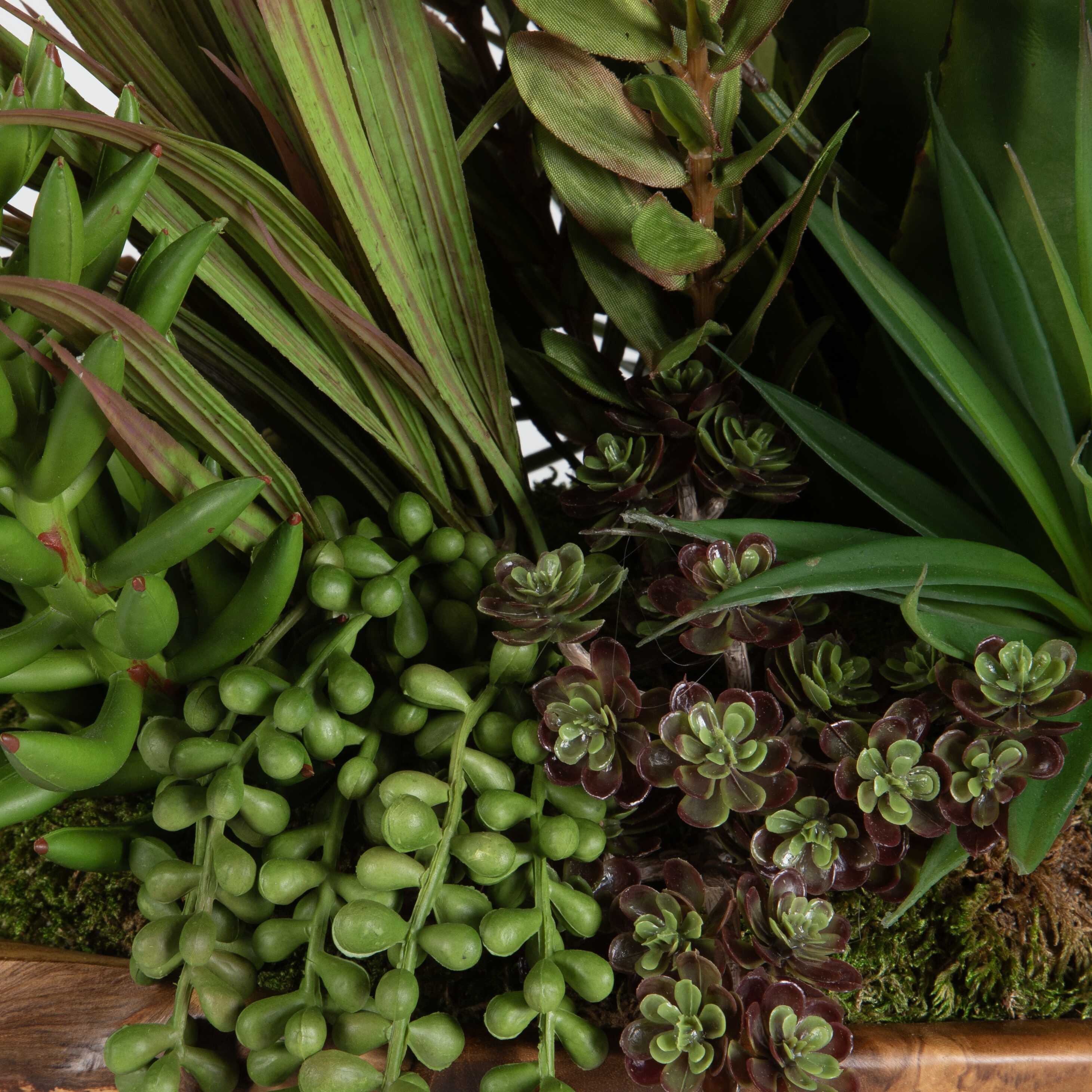 Salar Succulents In Teak Bowl - Image 6