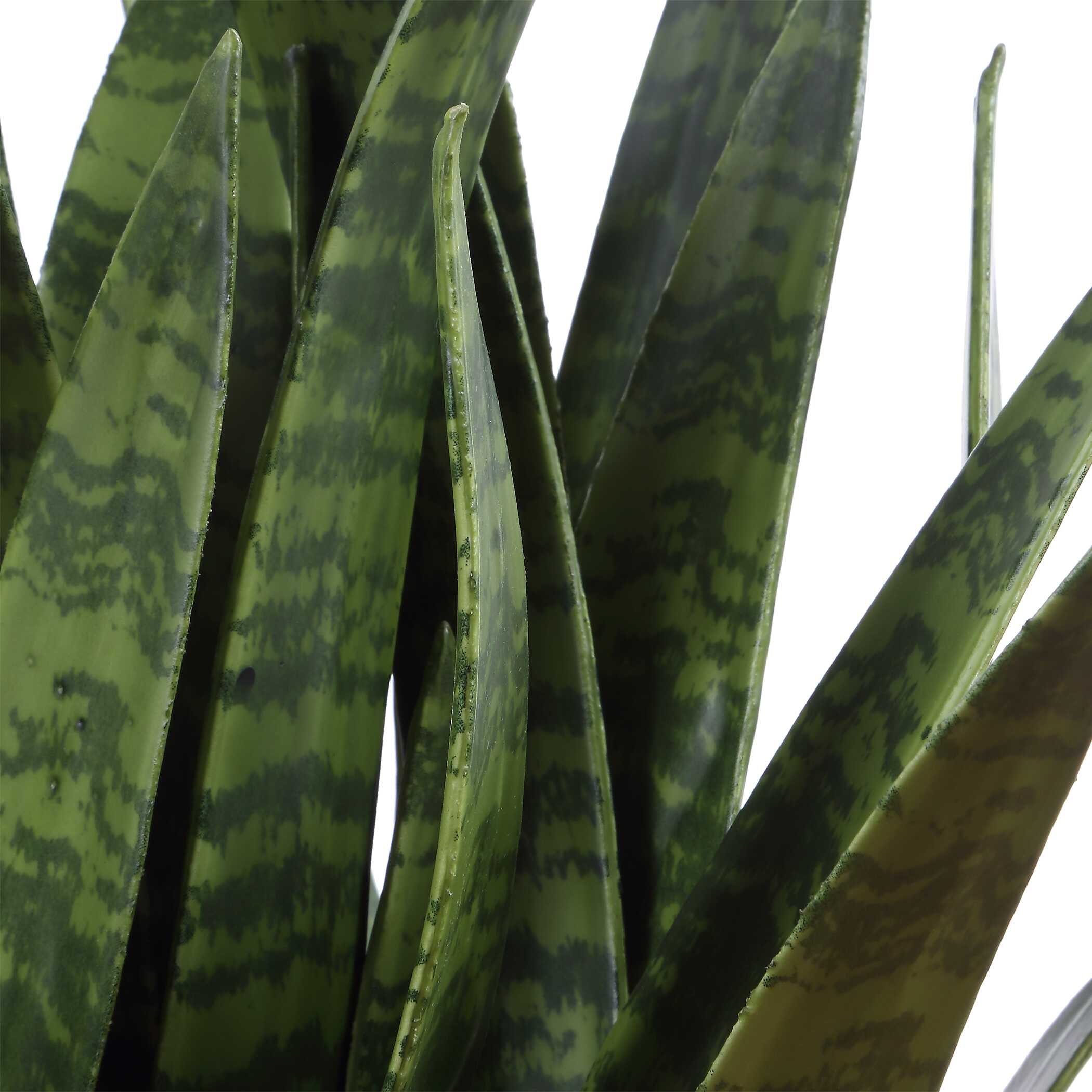 Sansera Snake Accent Plant - Image 7